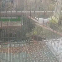 فنچ|پرنده|ری, دولتآباد|دیوار