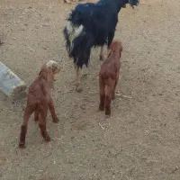 ۴راس بزغاله نر جمی گله گرد ودو بز بزغاله دار|حیوانات مزرعه|رضویه, |دیوار