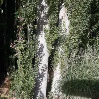 فروش سپید چنار