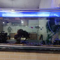 یک عدد اکواریوم