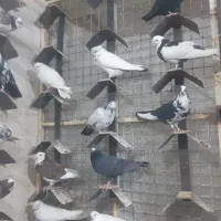 پرنده زینتی