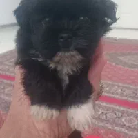 توله نر..۲ ماه