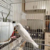 فروش قناری نر|پرنده|فردیس, شهرک شهید حسینی|دیوار