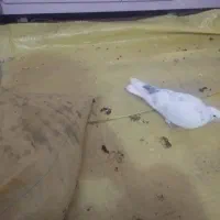 کفتر|پرنده|دلیجان, |دیوار