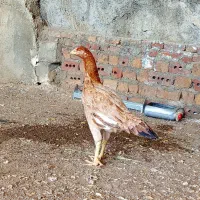 ۲ تا مرغ به شدت اصیل تخم گذار
