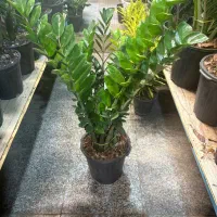 سانسوریا انواع گل وگیاه اپارتمانی|گل و گیاه طبیعی|تهران, مشیریه|دیوار