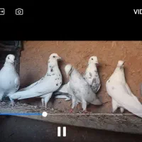 کفتر تیر|پرنده|دماوند, گیلاوند|دیوار