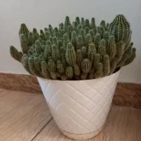 گل کاکتوس درجه ۱|گل و گیاه طبیعی|رباطکریم, رباطکریم|دیوار