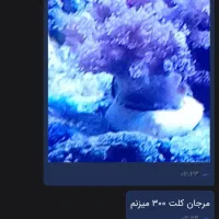 آکواریوم آبشور|ماهی|شهریار, دهشاد پائین|دیوار