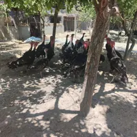 بوقلمون محلی