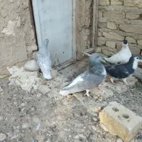 ذات شهری
