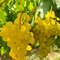 باغ انگور همراه با آب موتور دولتی