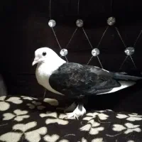 جوجه کل سفید