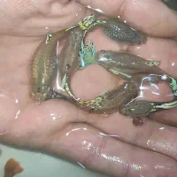 ماهی گوپی گاوی نژاد دار|ماهی|تربت‌حیدریه, رجایی|دیوار