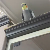 گمشده|حیوانات|قم, در بهشت|دیوار