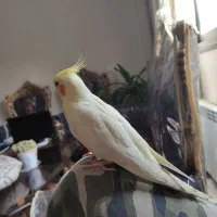 عروس هلندی لوتینو ماده دستی