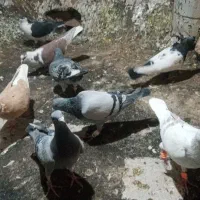 ۱۲عدد پرنده پرشی همه زدوخوردی مال تیغه|پرنده|جوین, |دیوار