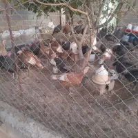 بوقلمون ماده|حیوانات مزرعه|شاهین دژ, |دیوار