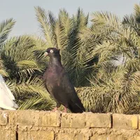 زاغ ابادانی نر مست|پرنده|خرمشهر, |دیوار