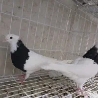 کبوتر