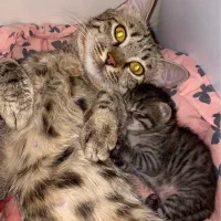 واگذاری رایگان گربه Dsh وبچه اش