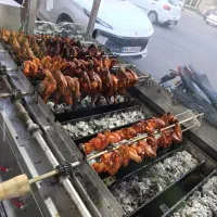 جوجه گردان ذغالی