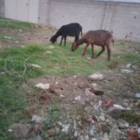 ۲عدد بره نر سبک دور وره بیست کیلو