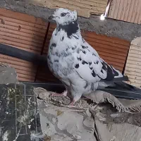 کفتر .کبوتر|پرنده|مشهد, انصار|دیوار