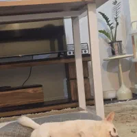 سگ گمشده|حیوانات|گرگان, |دیوار