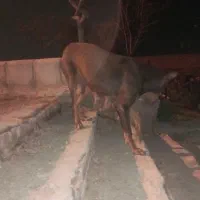 سگ دوبرمن ماده|سگ|مشهد, شترک|دیوار