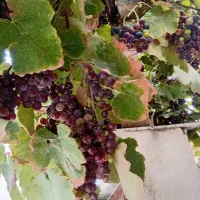 انگور سیاه شیرین آبدار
