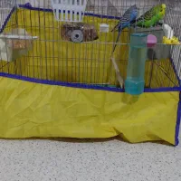 مرغ عشق  سهره|پرنده|قرچک, شهرک الحدید|دیوار