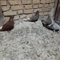 4رنگی ماده خرمشهر