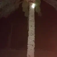 اجاره باغ‌ خرما تعداد چهارصدمین مسافتی وکلوته