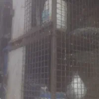 گنجه جفتی|لوازم جانبی حیوانات|شیراز, حجت آباد|دیوار