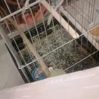 3عدد عروس هلندی نر|پرنده|اقبالیه, |دیوار