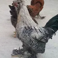 مرغ و خروس زینتی