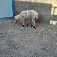 میش|حیوانات مزرعه|سربیشه, |دیوار