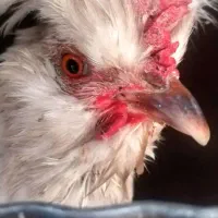 مرغ کاکلی، نژاد پولیش|حیوانات مزرعه|نسیمشهر, |دیوار