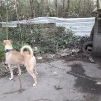 سرابی|سگ|رودبنه, |دیوار