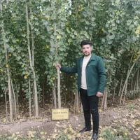 صنوبر پرشتاب اصفهان، مقاوم به خشکی و شرایط سخت|خدمات باغبانی و درختکاری|خمینیشهر, |دیوار