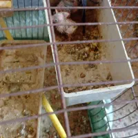 مرغ عشق فروشی|پرنده|دوگنبدان, |دیوار