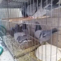 سبز پرشی شهرستان