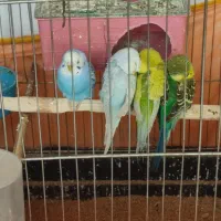 مرغ عشق|پرنده|الوند, |دیوار