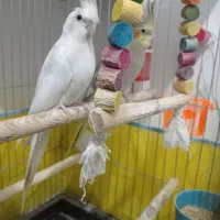 عروس هلندی البینو