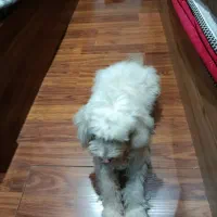 واگذاری|سگ|تهران, سازمان برنامه جنوبی|دیوار