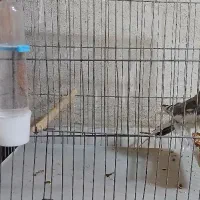 جوجه عروس هلندی ابلغ