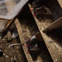 کبوتر|پرنده|بابلسر, |دیوار