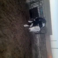 گوساله. تلیسه چاق