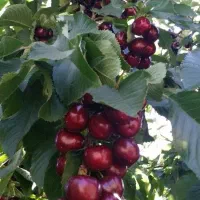 انواع نهال های پیوندی، بذری، پایه خارجی|خدمات باغبانی و درختکاری|سنندج, |دیوار